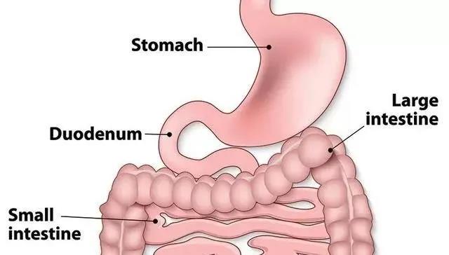 為什么說胃腸鏡是救命的檢查?90%的疾病都集中在消化道!